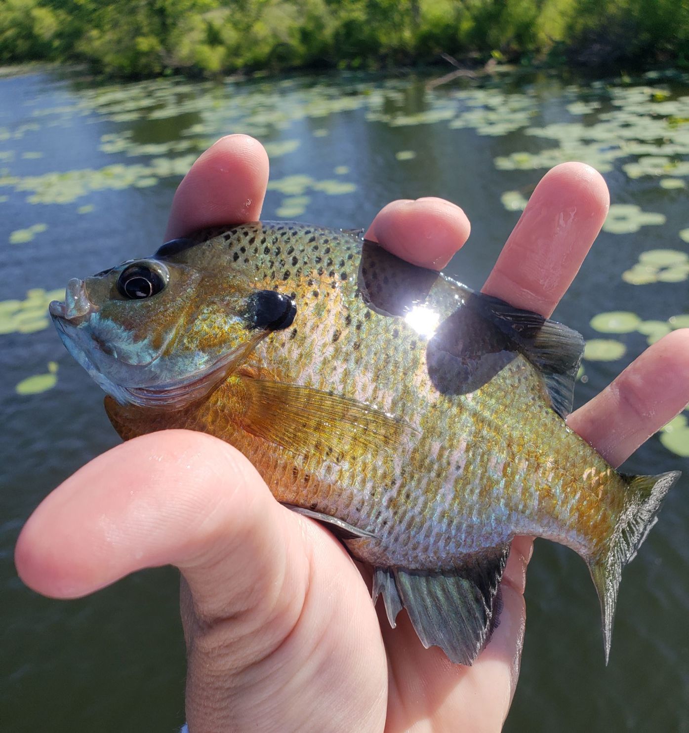 Quad-City Times Best Fish Photo Contest